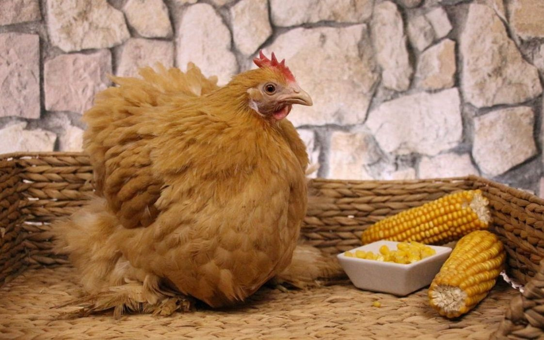 A basket of speckled free-range eggs from our farm