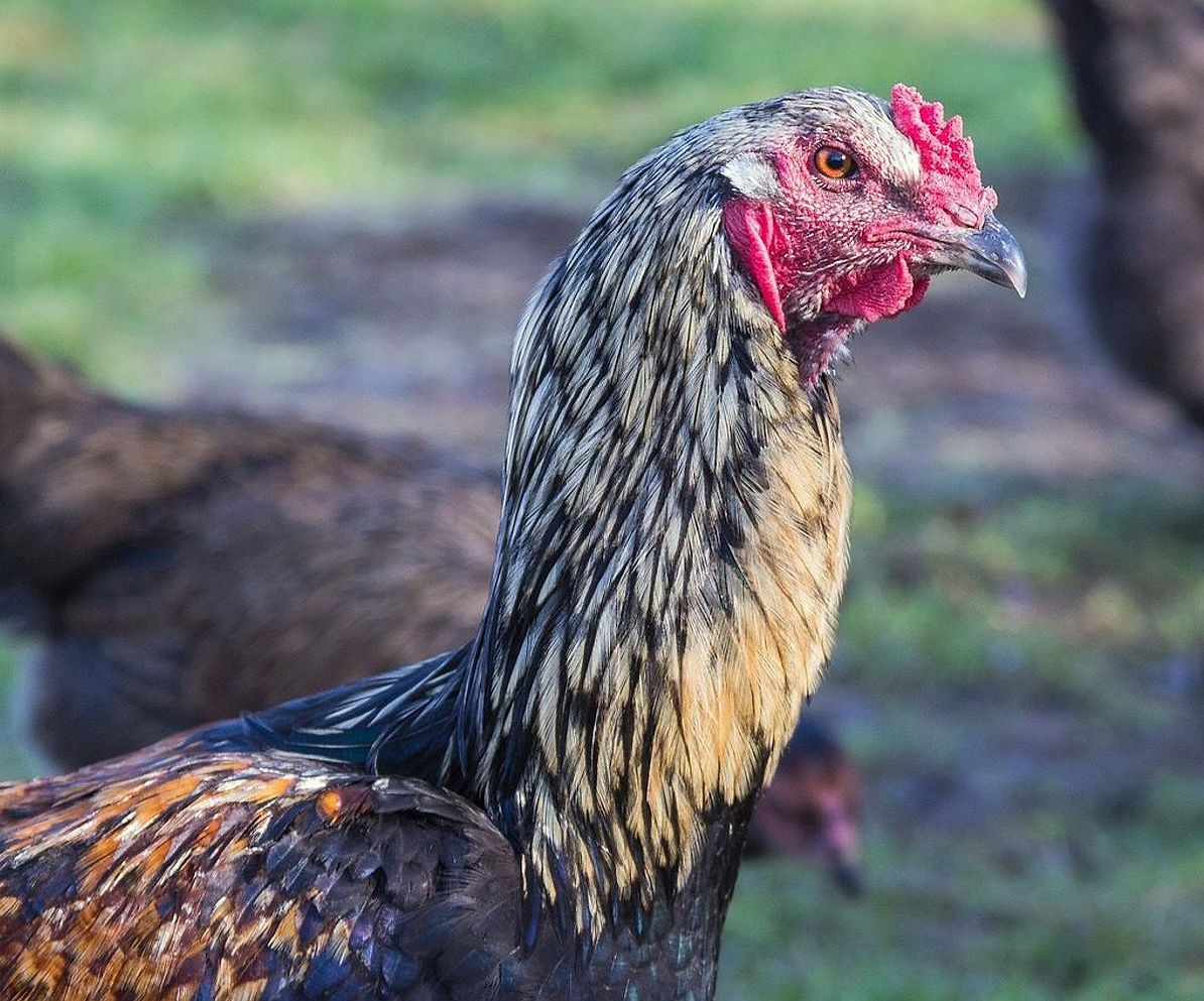Hands collecting eggs from the pasture raised flock