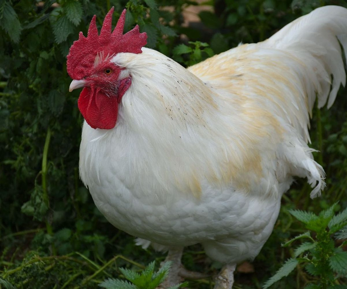 Fresh eggs and poultry displayed in the farm shop